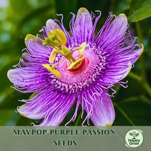 May include: A close-up of a vibrant purple passion flower with intricate details. The flower has a central structure with yellow and green elements, surrounded by delicate, thread-like filaments. The text "MAYPOP PURPLE PASSION SEEDS" is displayed at the bottom.