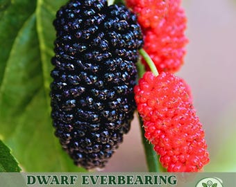 Dwarf Everbearing Mulberry Live Plant – Fast Fruiting Tree for Home Garden
