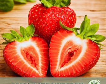 Albion Strawberry Plants – 10 Bare Root Day-Neutral Everbearing