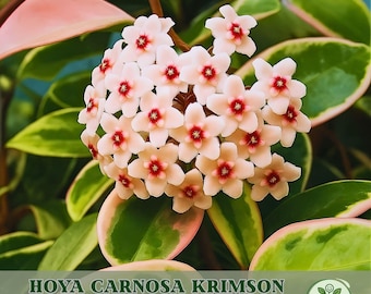 Hoya Carnosa Krimson Queen Live Rare House Plant in 3 Inch Nursery Pot