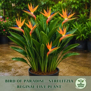 Bird of Paradise – Strelitzia reginae Live Plant 6 Inch Pot