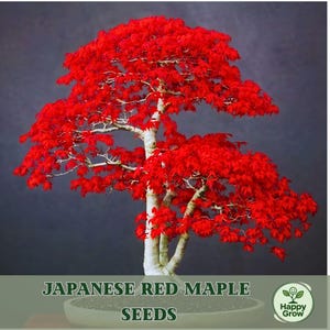 May include: A Japanese red maple bonsai tree with vibrant red leaves and a light-colored trunk, planted in a shallow round pot. The text "JAPANESE RED MAPLE SEEDS" and a "Happy Grow" logo with a smiling sprout icon are visible.