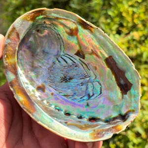 May include: An iridescent abalone shell with a vibrant display of colors, including blues, greens, and purples. The shell's interior has a smooth, pearlescent surface with natural markings. The outer edge is a mix of brown and gold.