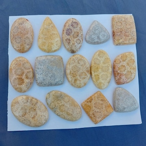1 Stück Fossil Koralle Edelstein Cabochon, Flat Back Kristall Für Wire Wrapping