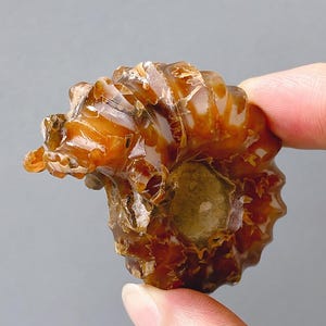 Puede incluir: Un fósil de amonita pulido de color ámbar. El fósil se sostiene entre dos dedos, mostrando su intrincada estructura en espiral y patrones naturales. El fósil tiene una apariencia brillante y translúcida.