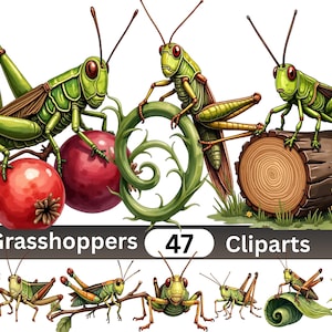 May include: A collection of green grasshopper illustrations featuring various poses on berries, a log, and leaves. The image includes the text Grasshoppers 47 Cliparts, showcasing detailed insect art with vibrant colours and natural elements.