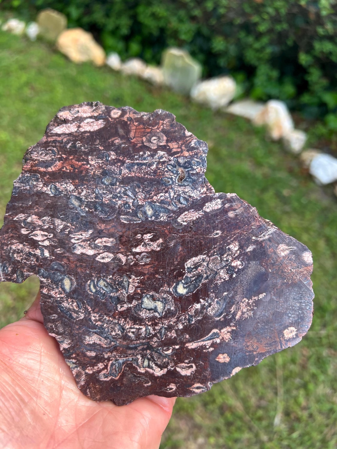 Large Unusual Birds Eye Rhyolite Slab, for Display, or Collecting ...