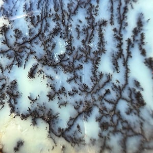 May include: A polished slab of dendritic opal featuring a translucent, pale blue-white base color. The surface is marked by intricate, dark brown to black fern-like inclusions that branch out across the stone in a natural, tree-like pattern.