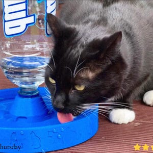 Könnte beinhalten: Eine schwarz-graue Katze trinkt Wasser aus einem blauen Haustier-Wasserspender. Der Wasserspender hat eine transparente Plastikflasche oben und eine blaue Basis. Die Katze hat weiße Pfoten und leckt das Wasser. Der Wasserspender steht auf einer Holzoberfläche.