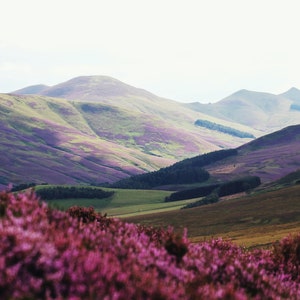 Solid Perfume Eyre Perfume Crème Jar bergamot, lime, lavender, heather, oak moss, amber image 2