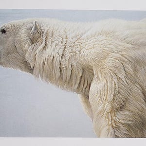 Może przedstawiać: Szczegółowa ilustracja niedźwiedzia polarnego z białym futrem, jego głowa w profilu, otwarte usta. Futro niedźwiedzia jest teksturowane, a tło jest miękkie, jasnoniebieskie. Grafika oddaje cechy niedźwiedzia.