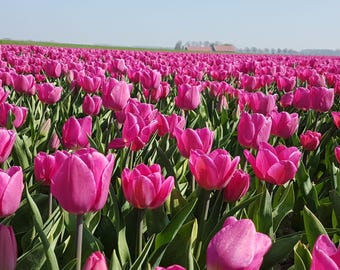 Pink Tulip Field Poster – “Beauty lies in the details” Inspirational Wall Art, Printable A4 Decoration