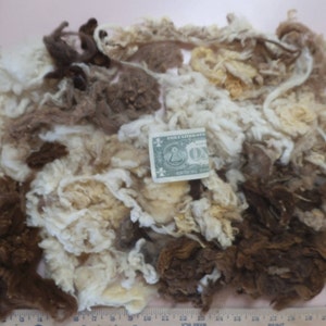 Washed Organic Natural Color Merino & Crossbred Wool Fleece for Felting and  Crafts.