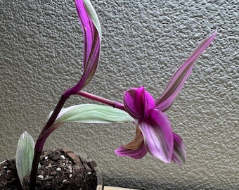 Tradescantia Flumenisis 'lavender' - Etsy