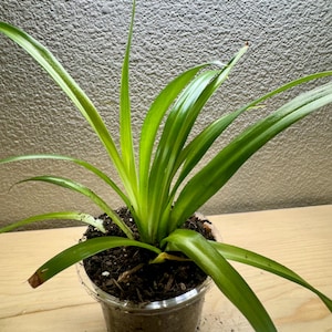 Spider plant (Chlorophytum comosum)