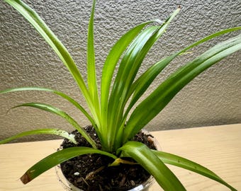 Spider plant (Chlorophytum comosum)