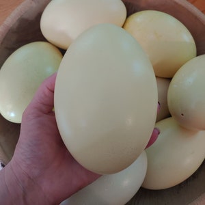 May include: A wooden bowl filled with large, pale yellow ostrich eggs. The eggs are smooth and have a slight sheen. The bowl is sitting on a wooden table. The text "Mary's Eggs" is visible at the bottom of the image.