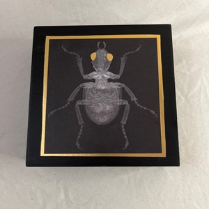 Insect X-Ray Shelf Sitter Gothic Decor