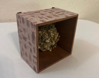 Wasp Nest and Insects Display Cabinet of Curiosities Wall Decor