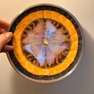 Puede incluir: Un plato decorativo con un diseño central de alas de mariposa iridiscentes, rodeado de capas de alas de mariposa naranjas y negras. El plato tiene un borde plateado y un borde oscuro.