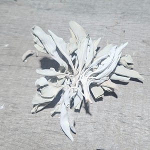 May include: A bundle of dried white sage leaves, arranged in a circular shape. The sage has a light grey colour and is resting on a weathered, grey wooden surface. The leaves are textured and have a natural, organic appearance.