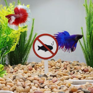 May include: An aquarium scene featuring two Betta fish with vibrant colors. One fish is red and white, the other is blue and purple. A sign with a red border and a crossed-out fish symbol is in the foreground.