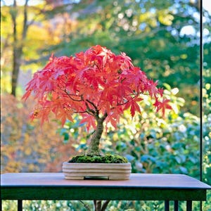 May include: A vibrant red Japanese maple bonsai tree. The tree features bright red leaves and a textured trunk, set in a rectangular ceramic pot filled with green moss. The bonsai is displayed on a wooden table with a blurred green background.