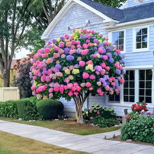 Könnte beinhalten: Ein Baum mit einer Fülle von Hortensienblüten in Rosa-, Lila-, Gelb- und Blautönen. Der Baum steht vor einem hellblauen Haus mit weißen Zierleisten und Fenstern. Ein Bürgersteig und eine grüne Wiese befinden sich im Vordergrund.