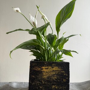 May include: A peace lily plant in a square black and gold textured pot. The plant features large, green leaves and white flowers with a yellow centre. The pot has a rough, textured surface with gold accents.