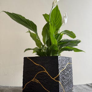 May include: A black square plant pot with gold-coloured lines, containing a green plant with large leaves and white flowers. The pot has a textured surface. The plant is a peace lily.