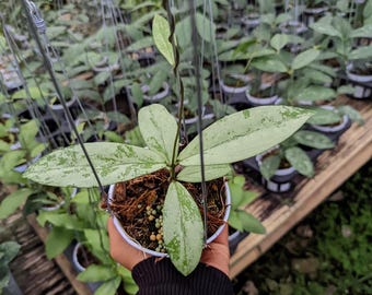 その他観葉植物 Hoya Glabra Alex Hoya glabra - Etsy 日本