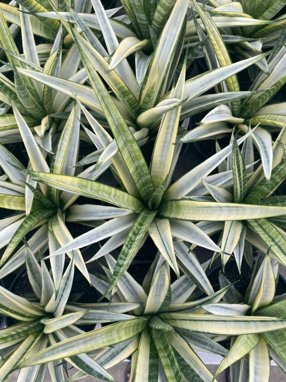 Sansevieria Cordova White Variegated  Large Mature Plant (big Size)  Rare  Collector's Snake Plant - Etsy