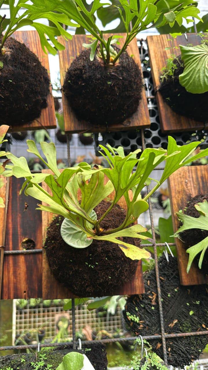 Platycerium ridleyi - Etsy 日本