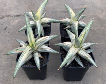 サンスベリア ブルークローン　斑入り サンセベリア ブルークローン 斑入り ユニークフォーム サンセベリア