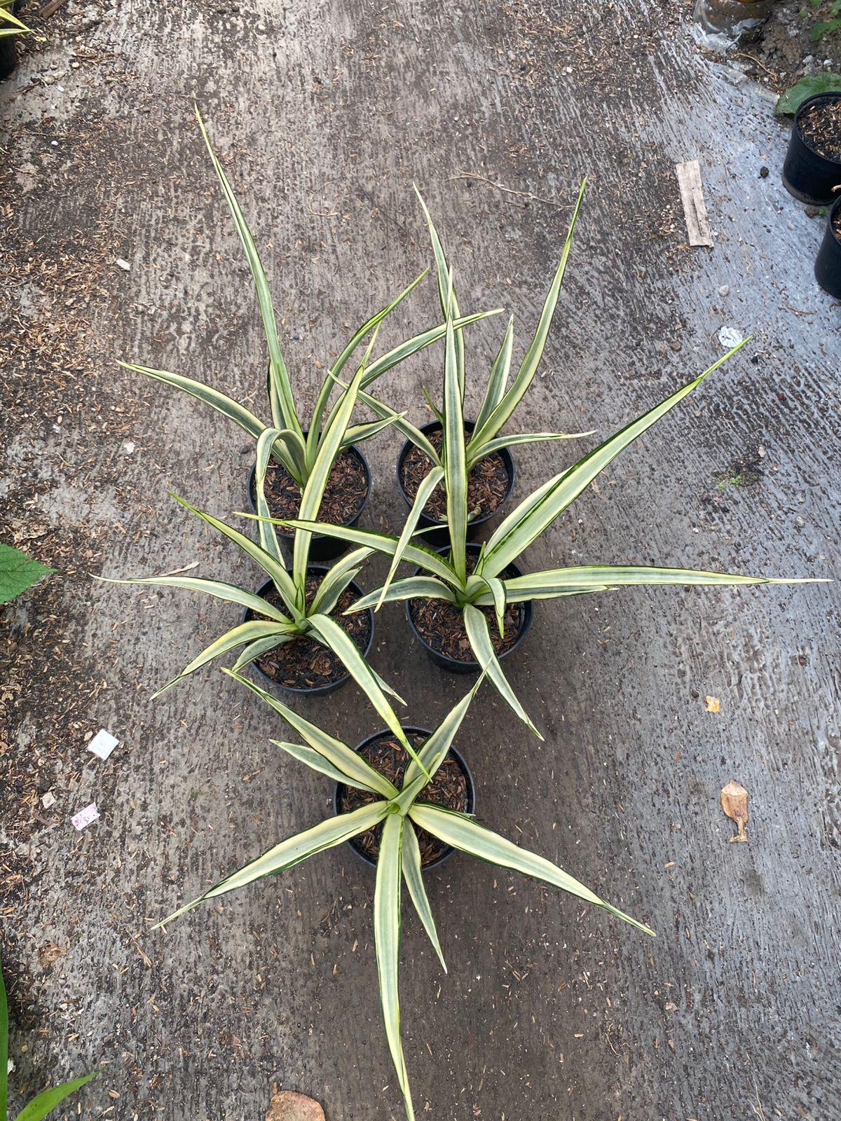snake plant price Snake Plant for Sale
