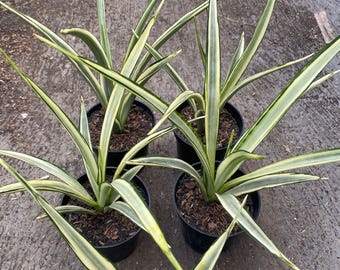 Sansevieria Royal Crown White Variegated Rare Exotic Snake Plant