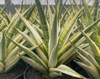 Sansevieria Ed Eby Paten Variegated Rare Exotic Snake Plant - Etsy