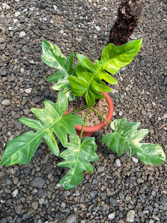 Philodendron Florida Beauty x Distantilobum  Rare Hybrid Aroid with  Exceptional Form