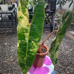 May include: A potted plant with large, variegated leaves in shades of green and yellow. The plant is in a brown pot, sitting on a small, round, purple and white platform. The background shows other plants and a gravel surface.