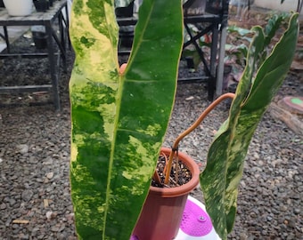 Imagen real de Philodendron Billitiae variegado, planta de interior para coleccionistas, alga, floristería