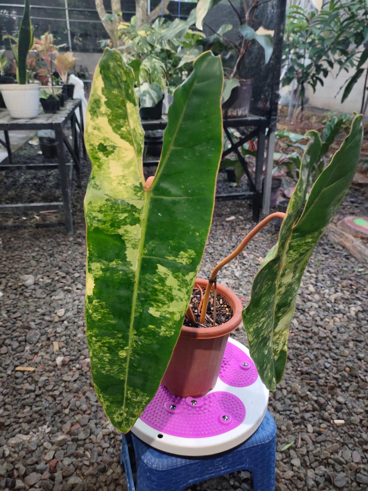 Philodendron billietiae variegated - Etsy 日本
