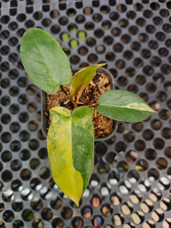 philodendron bedeutung Philodendron Brandtianum – Foliage Dreams main image 0