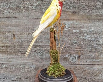 Eastern Rosella (Platycercus eximius) Bird Taxidermy Stand Mount