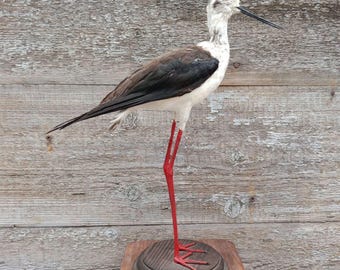 Black-winged Stilt (Himantopus himantopus) Bird Taxidermy Stand Mount