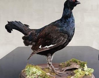 Black Grouse (Lyrurus tetrix), Male Bird Taxidermy Stand Mount
