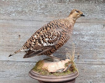 Black Grouse (Lyrurus tetrix), Female Bird Taxidermy Stand Mount
