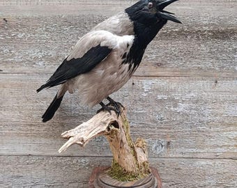 Hooded Crow (Corvus cornix) Bird Taxidermy Stand Mount