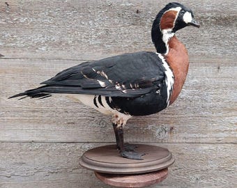 Black-winged Stilt (Himantopus himantopus) Bird Taxidermy Stand Mount