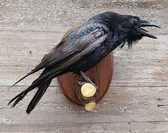 Common Raven (Corvus corax) Bird Taxidermy Wall Mount