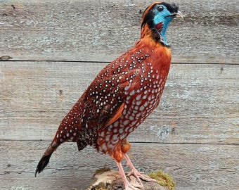 Temminck’s Tragopan (Tragopan temminckii) Bird Taxidermy Mount